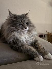 Gattini Maine coon