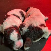 Cuccioli di Lagotto con Pedigree