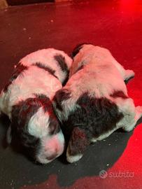 Cuccioli di Lagotto con Pedigree