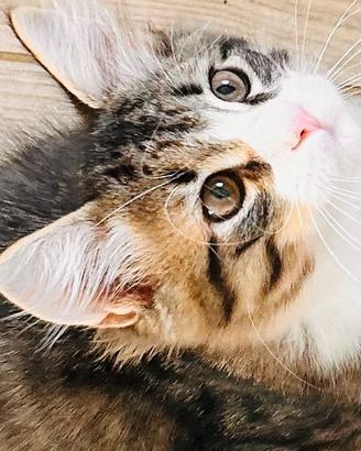 Gattini di Gatto Siberiano