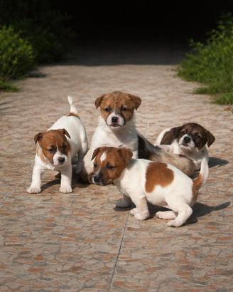 Jack russel parson