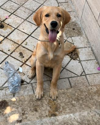 Golden Retriever