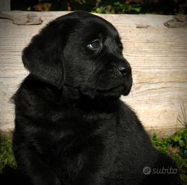 Meravigliosi cuccioli labrador retriever