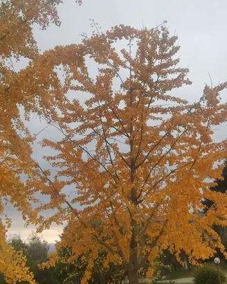 piante ginko biloba 