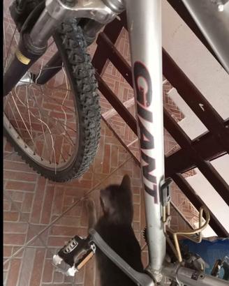 mountain bike GIANT 