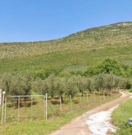 terreno coltivato ad uliveto