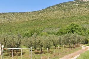terreno coltivato ad uliveto