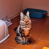 Splendido maine coon disponibile per accoppiamento