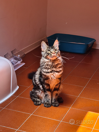 Splendido maine coon disponibile per accoppiamento