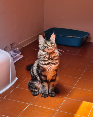 Splendido maine coon disponibile per accoppiamento