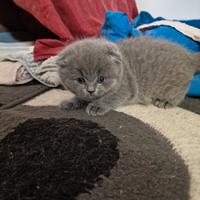 Cuccioli di gattini scottish straight e fold