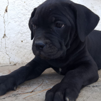 Cuccioli cane corso