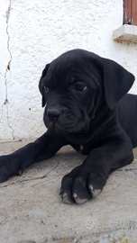 Cuccioli cane corso
