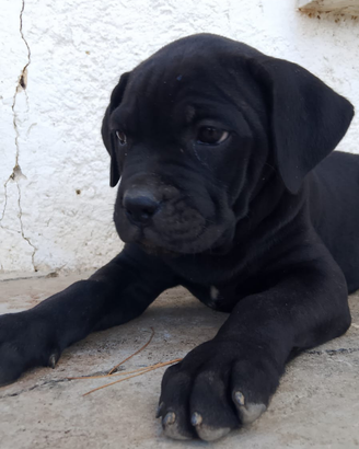 Cuccioli cane corso