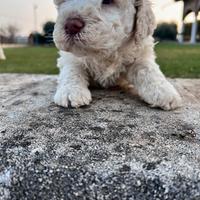 Lagotto romagnolo