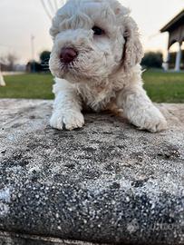 Lagotto romagnolo