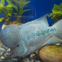 Flowerhorn