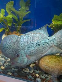 Flowerhorn