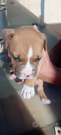 Cuccioli Amstaff