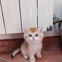 British Shorthair golden cuccioli