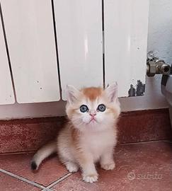 British Shorthair golden cuccioli