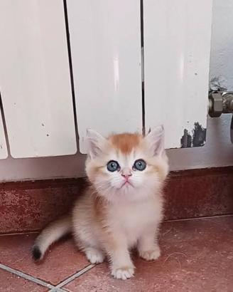 British Shorthair golden cuccioli