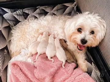 Cuccioli di Morkie nano e Maltese nano