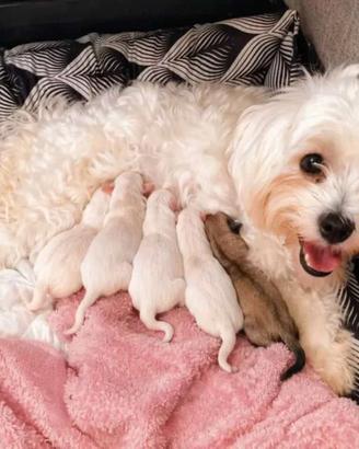 Cuccioli di Morkie nano e Maltese nano