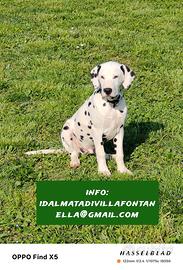 Cucciolo Dalmata