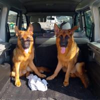 Cuccioli di pastore tedesco