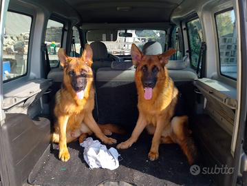Cuccioli di pastore tedesco