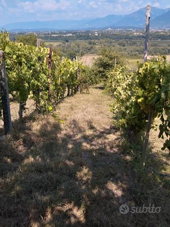 Terreno panoramico con vigneto e casetta