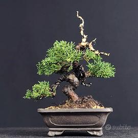 BONSAI SHOHIN ginepro giapponese ITOIGAWA