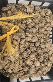 1kg lumache da gastronomia Helix aspersa Muller