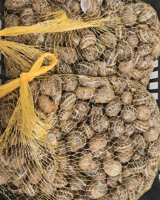 1kg lumache da gastronomia Helix aspersa Muller