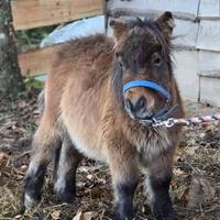 Mini pony