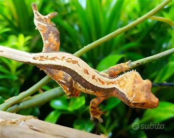 Geco Ciliatus tricolor