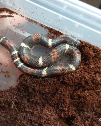Tricolor nasicus , xenodon pulcher
