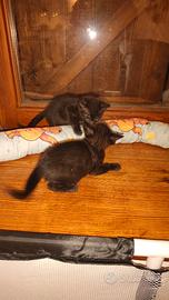 Gatto bengala melanistico