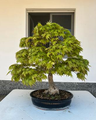 Acero bonsai
