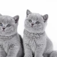 British shorthair blue