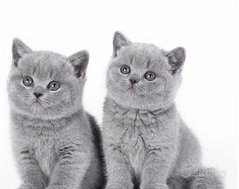 British shorthair blue