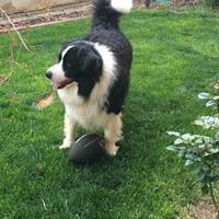 Border Collie per monta