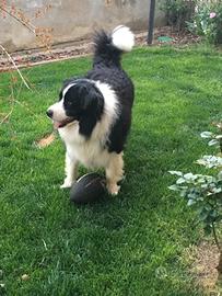 Border Collie per monta