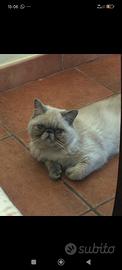 Gatto persiano