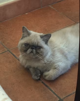 Gatto persiano