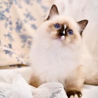 Ragdoll maschio con pedigree