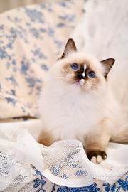 Ragdoll maschio con pedigree