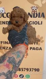 Barboncino mini toy red 2M 2F anche arate x maggio