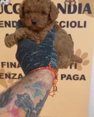 Barboncino mini toy red 2M 2F anche arate x maggio